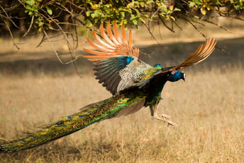 peacock